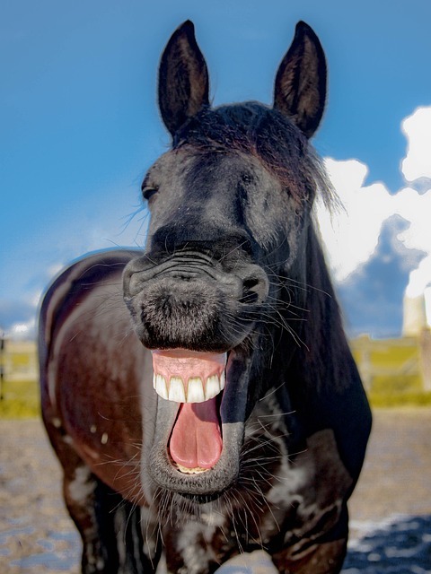 Cabaret, humor om te lachen….