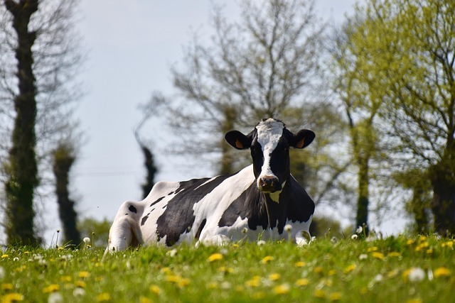 Oude koeien…..